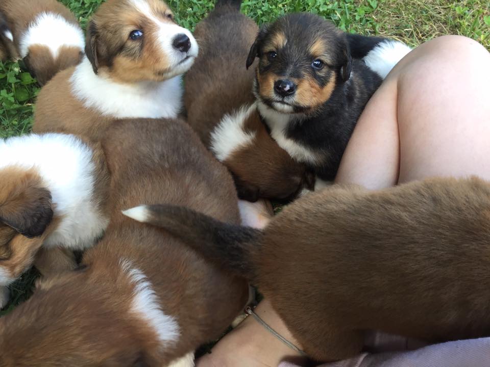 a litter of old time scotch collie puppies in Virginia