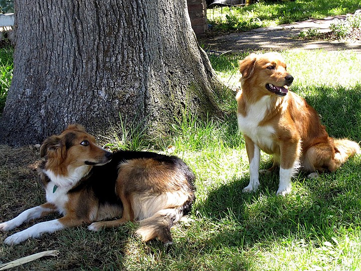 California Scotch Collies