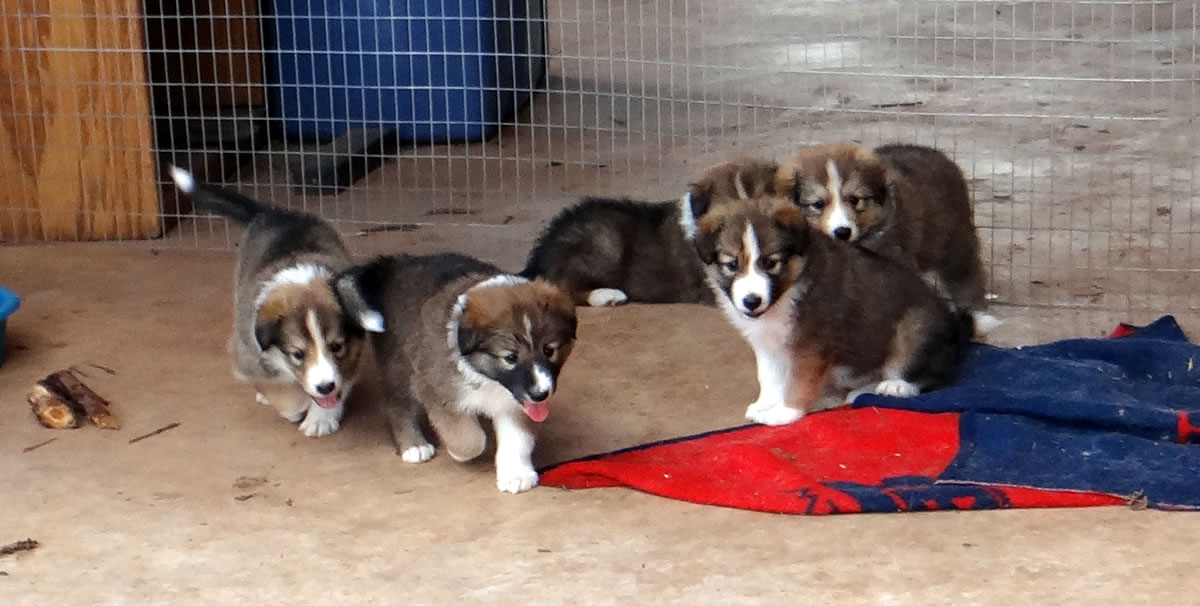 Arizona Scotch Collie Puppies