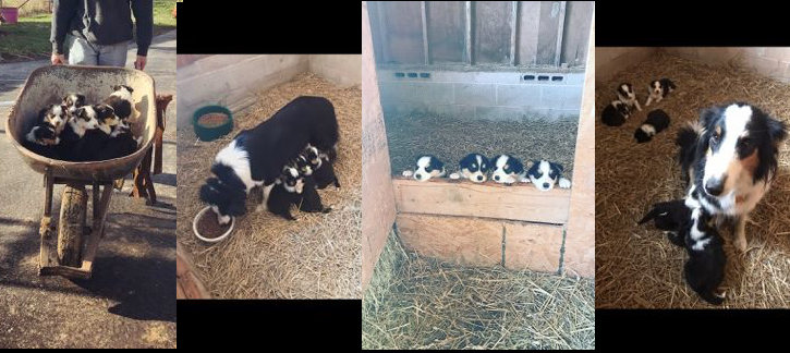 old time scotch collie litter of puppies